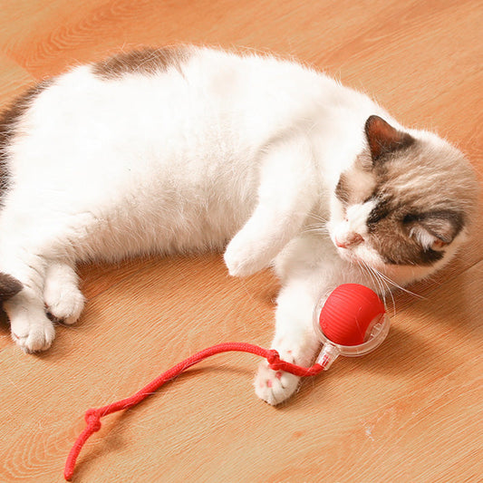 🔥🐱🐶Intelligens, automata gördülő kisállatlabda