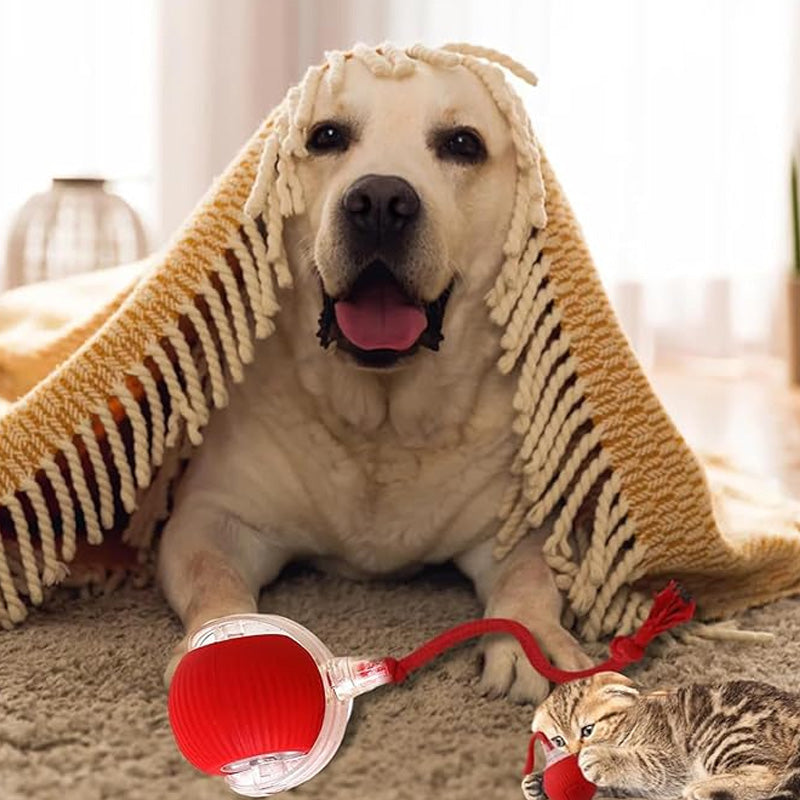 🔥🐱🐶Intelligens, automata gördülő kisállatlabda