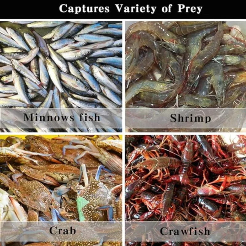 🔥🐟 Automatikusan Összecsukható Erősített Horgász Csapda Háló